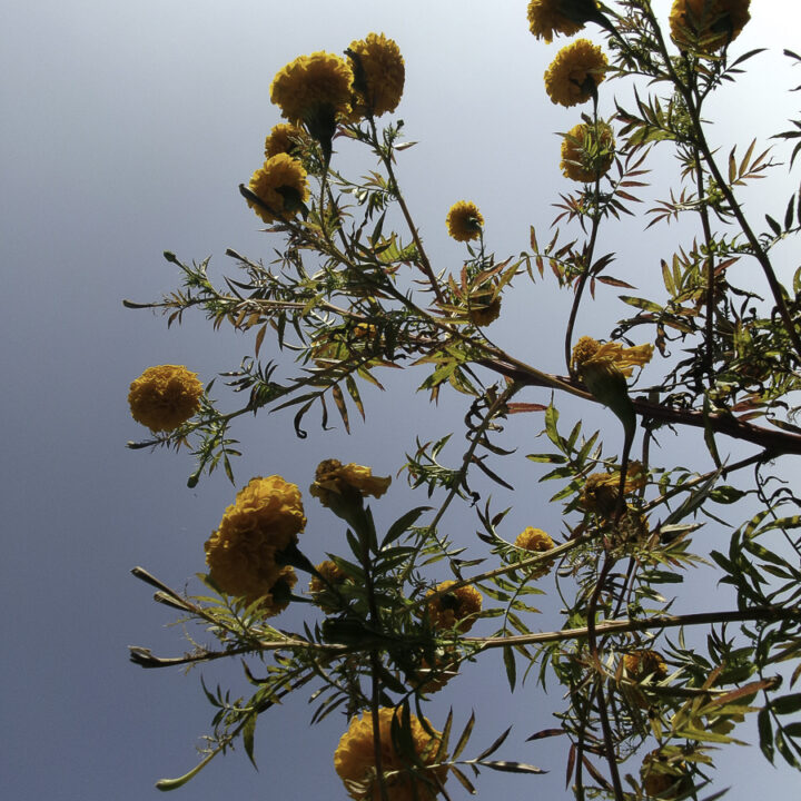 Flowers on a Blue Sky