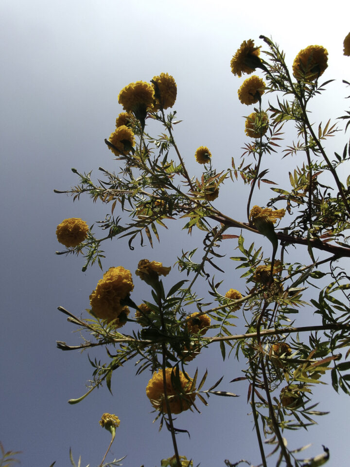 Flowers on a Blue Sky